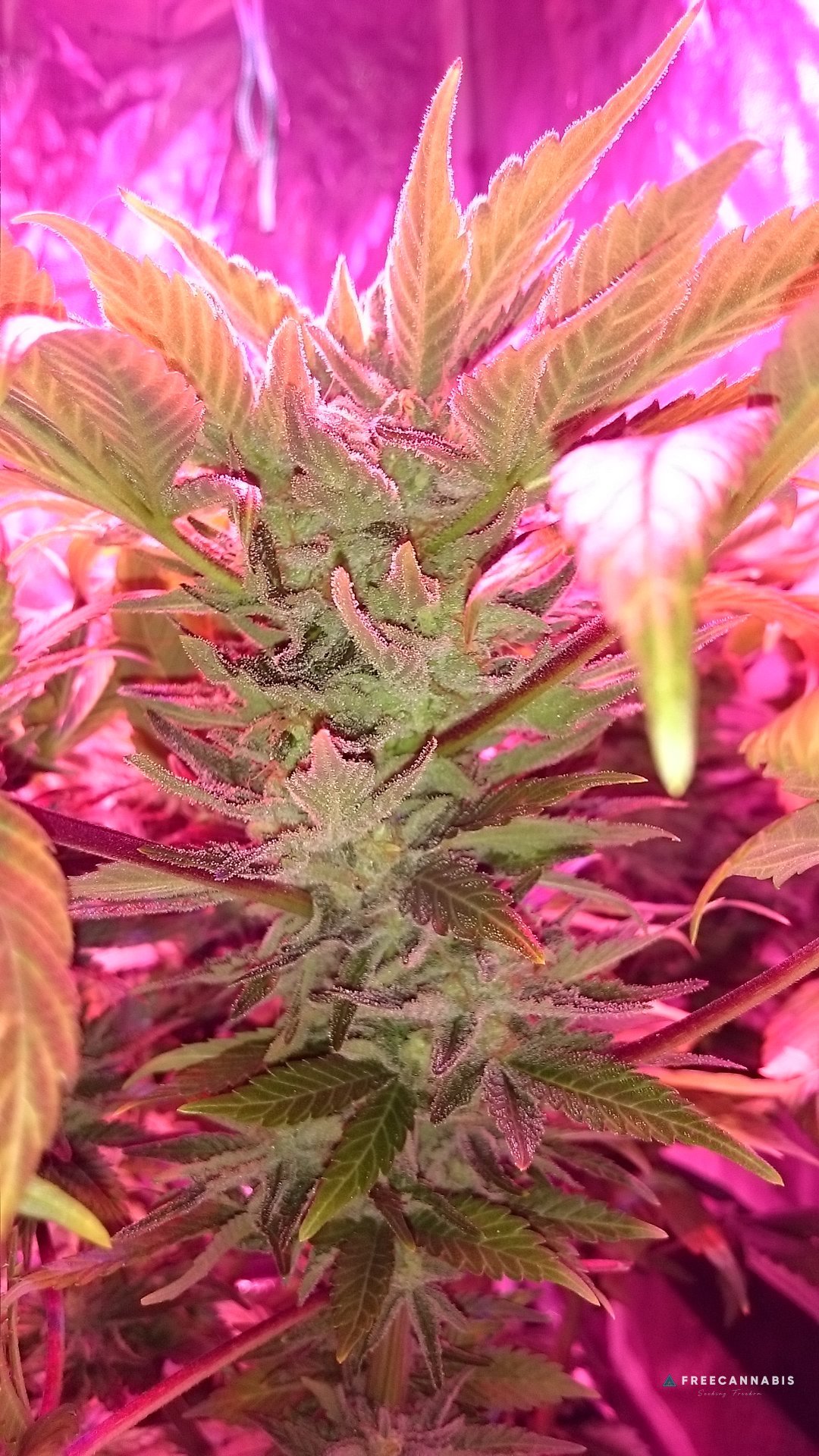 FruitBowl x Superskunk