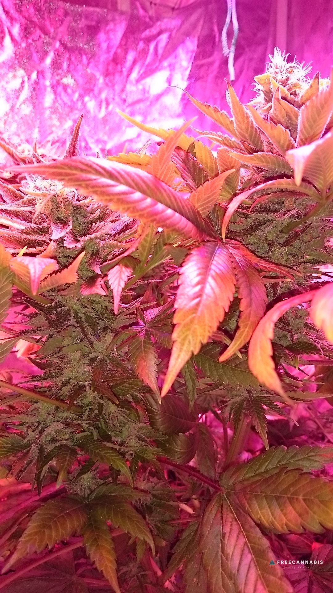 FruitBowl x Superskunk