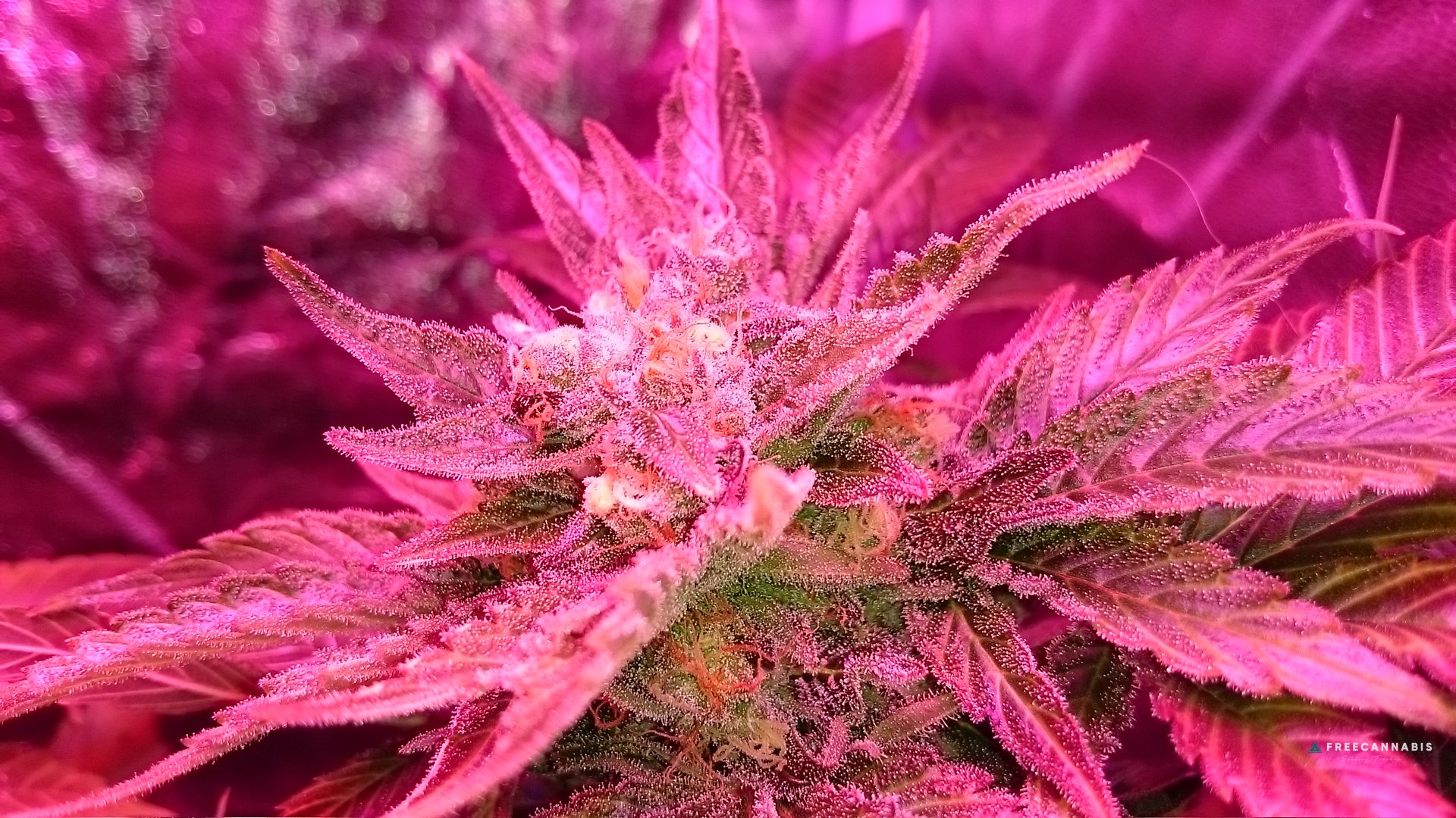 FruitBowl x SuperSkunk