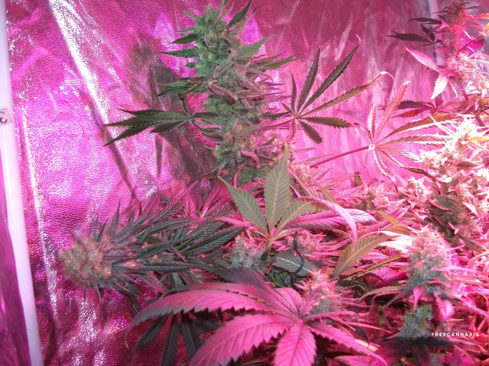 FruitBowl x TrainWreck