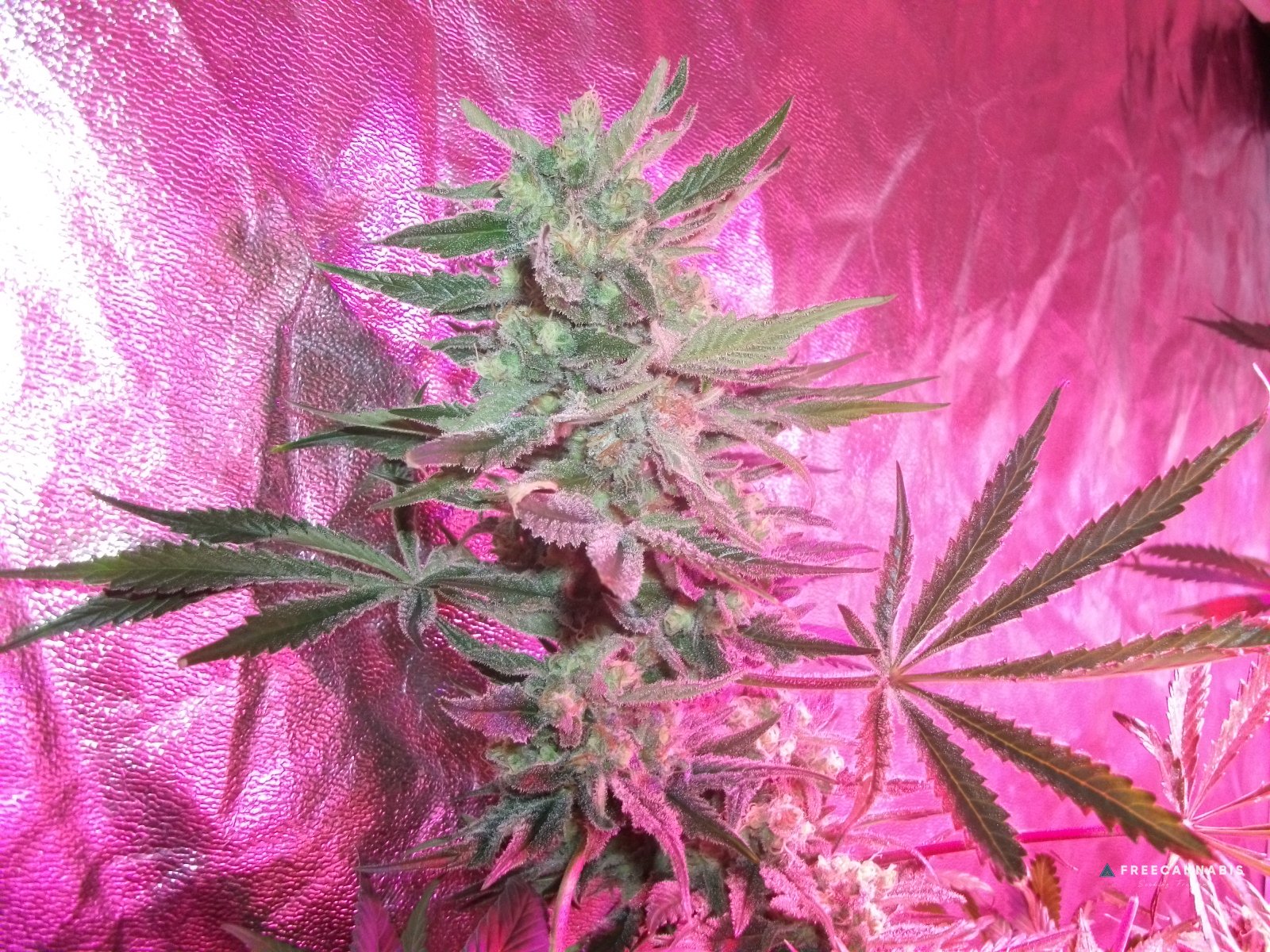 FruitBowl x TrainWreck