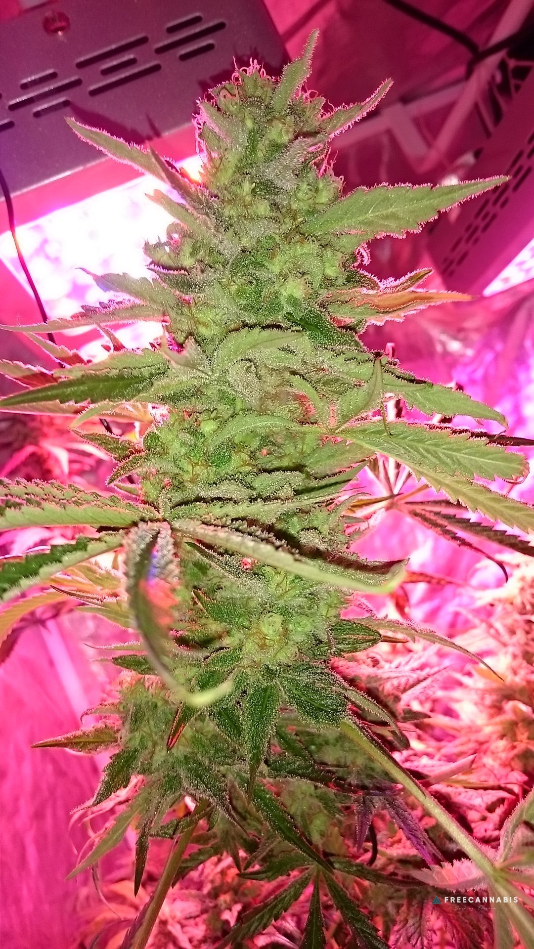 FruitBowl x TrainWreck
