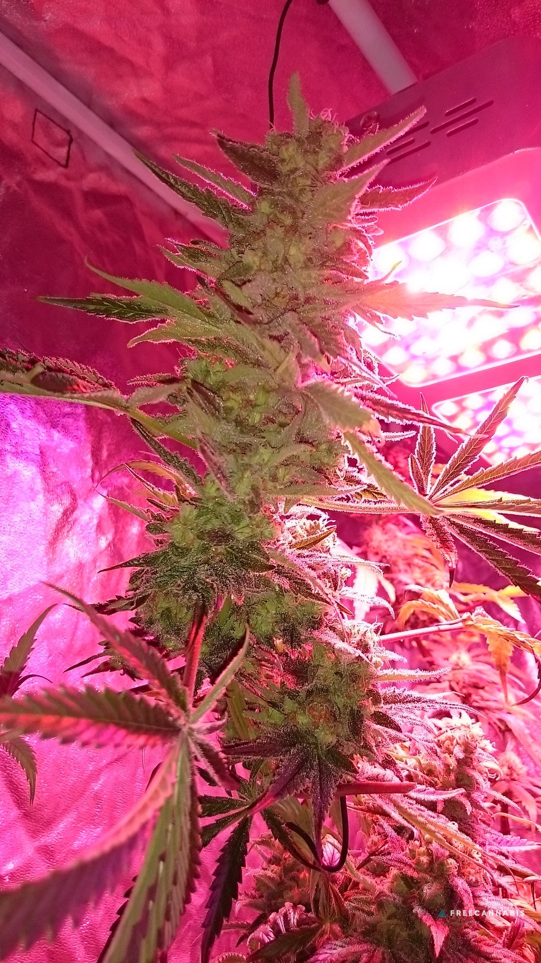 FruitBowl x TrainWreck