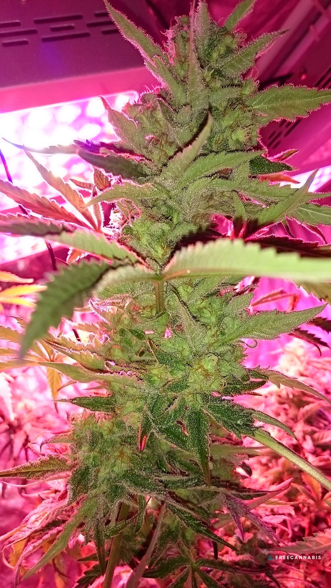 FruitBowl x Trainwreck