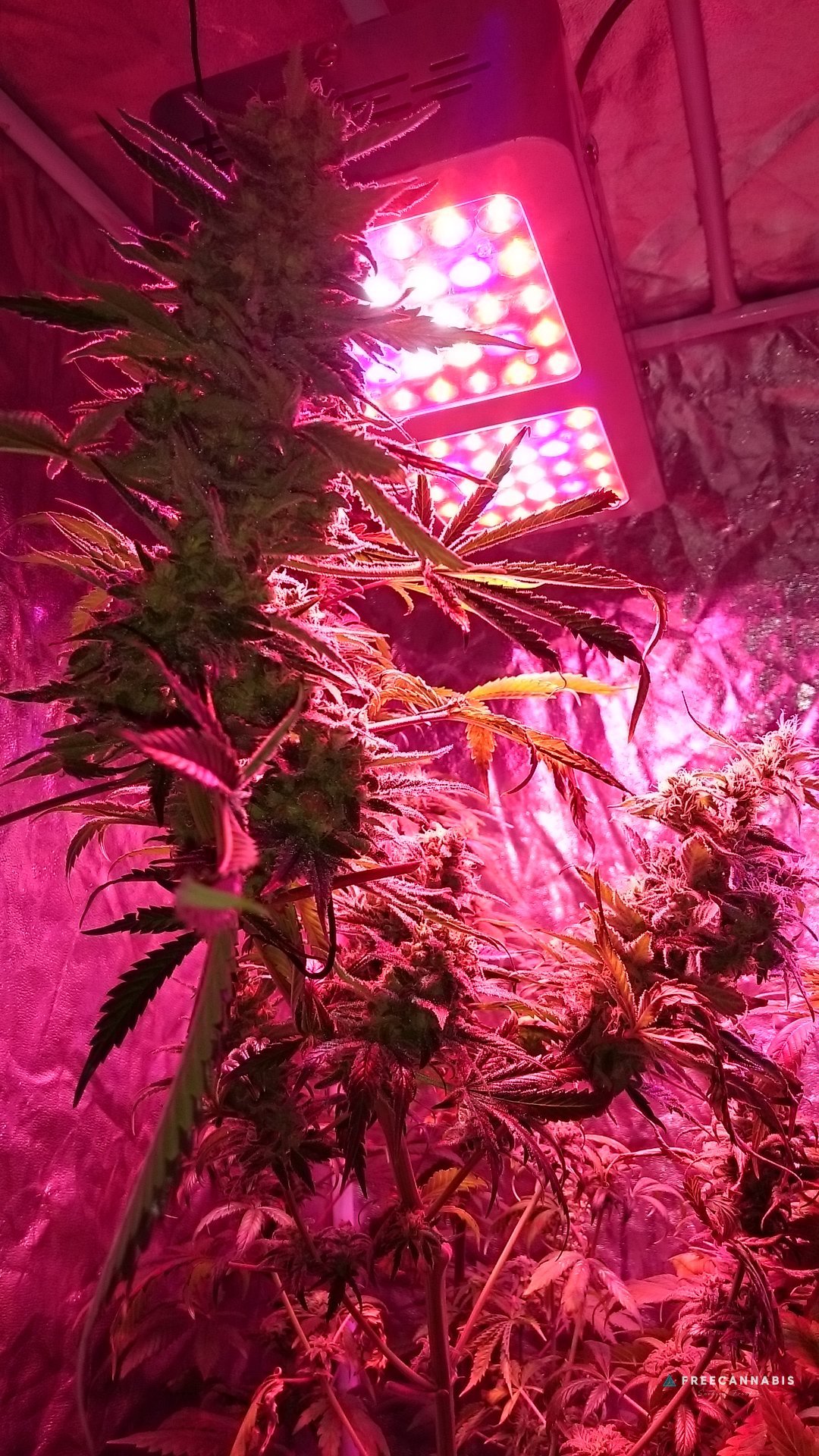 FruitBowl x Trainwreck