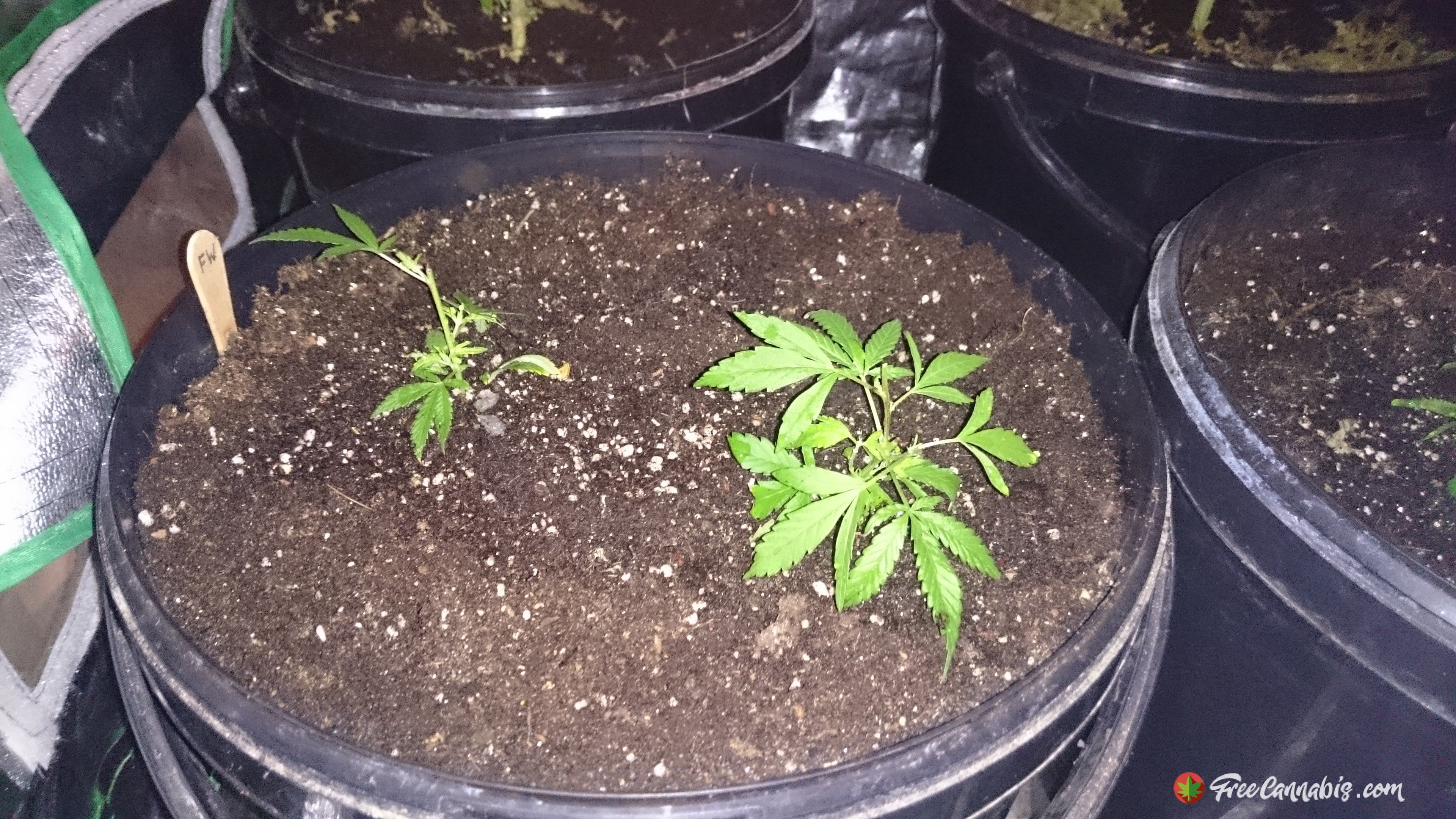 Fruitwreck clones planted in final containers