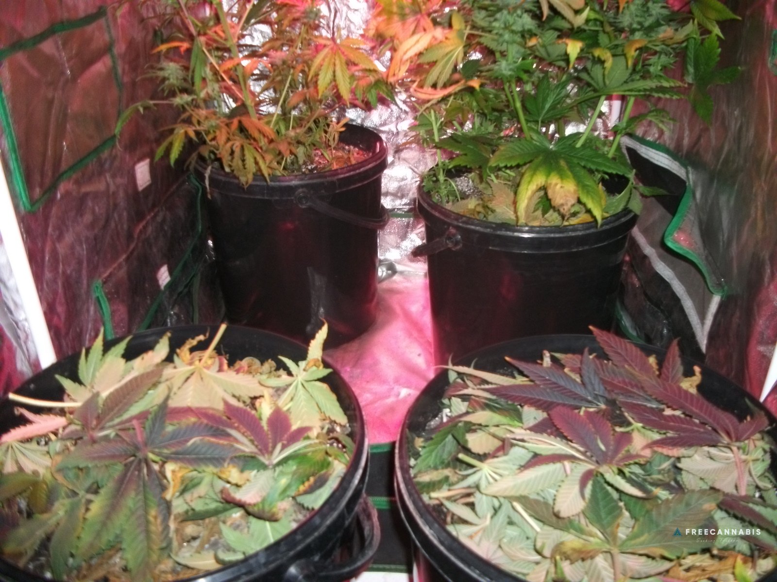 Leaf mulch