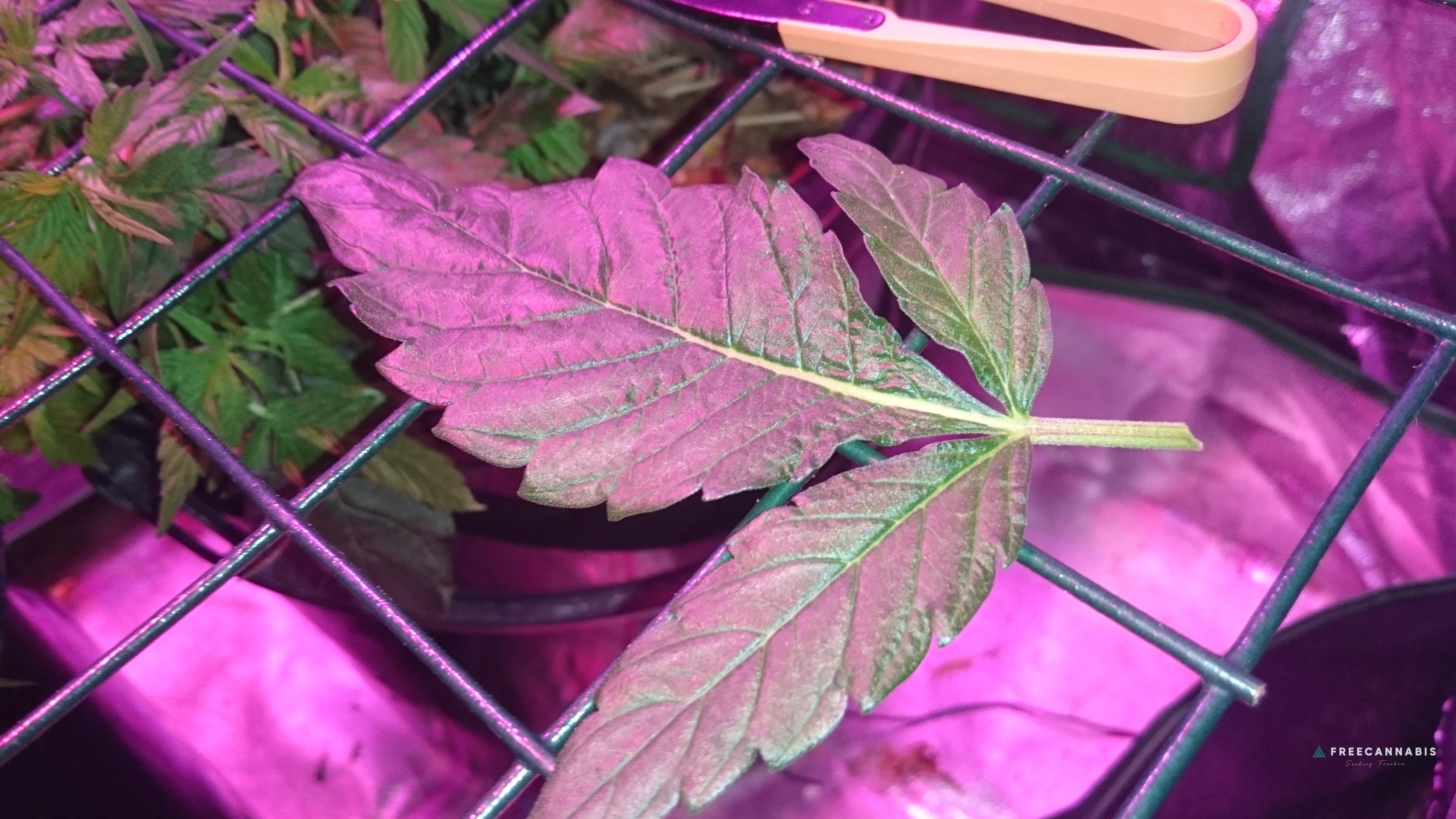 Organic - Sunshines LED Reveg SCROG | Cannabis Growing Forum ...