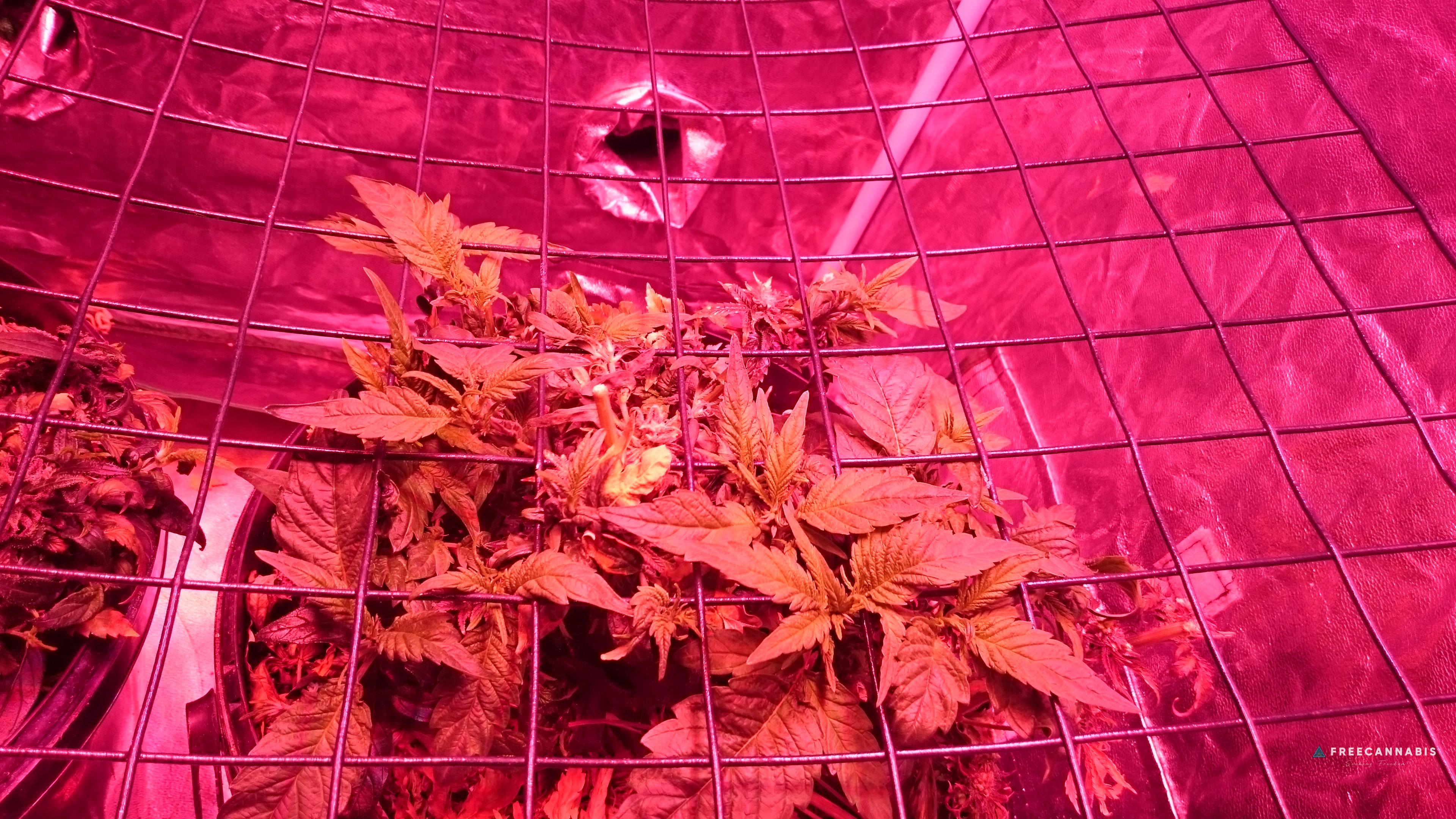 Organic - Sunshines LED Reveg SCROG | Cannabis Growing Forum ...