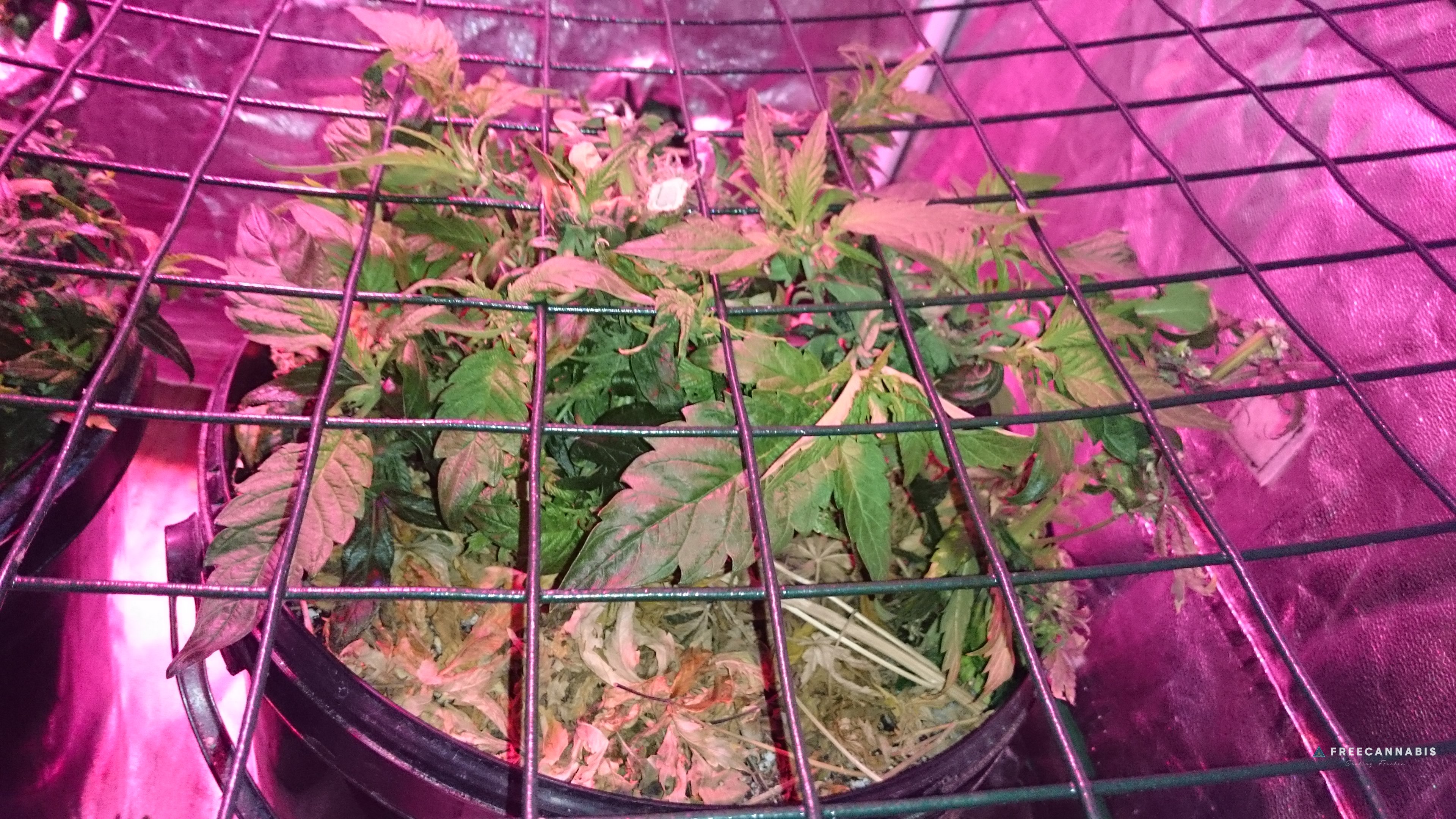 Organic - Sunshines LED Reveg SCROG | Cannabis Growing Forum ...