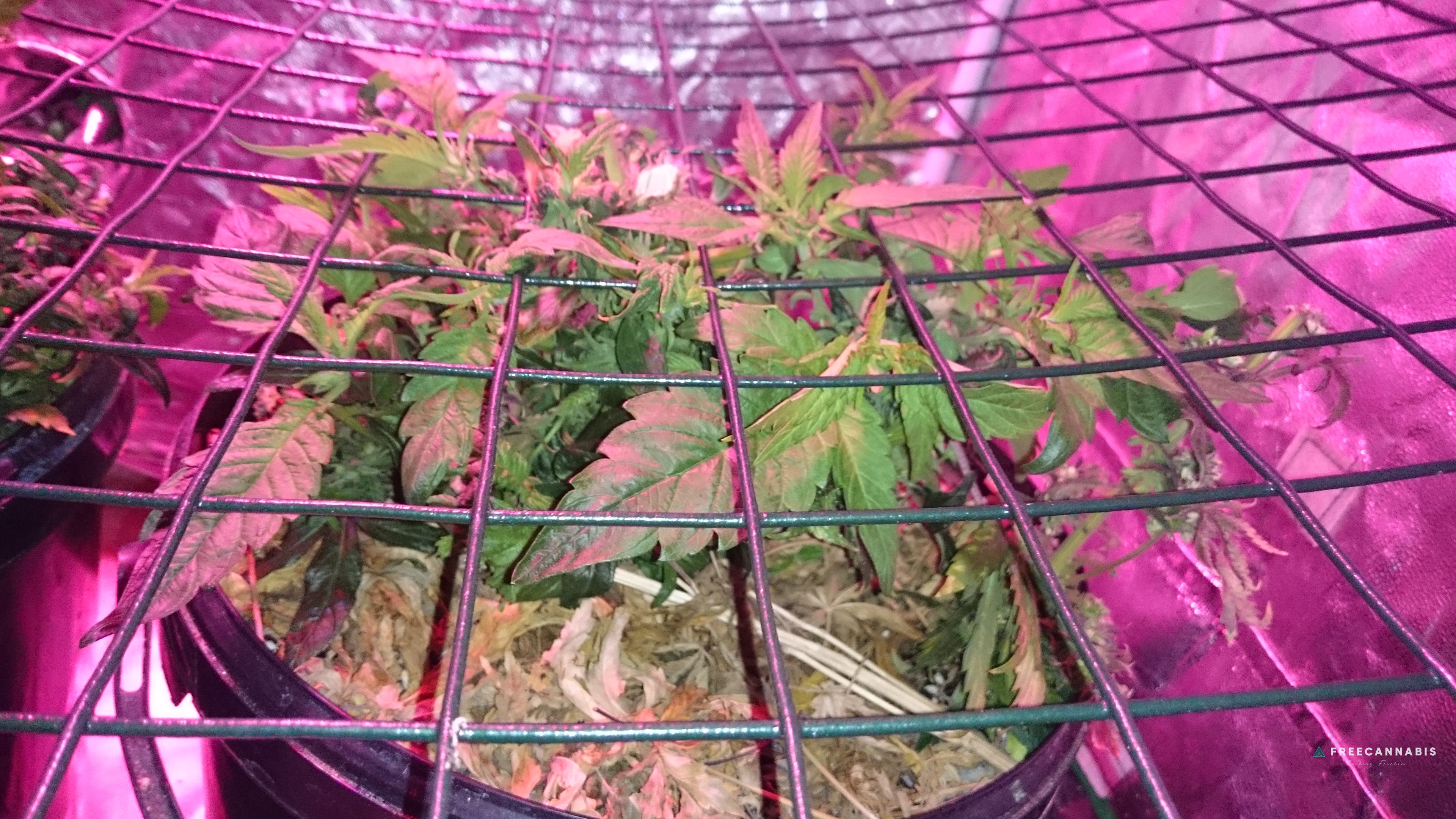 Organic - Sunshines LED Reveg SCROG | Cannabis Growing Forum ...