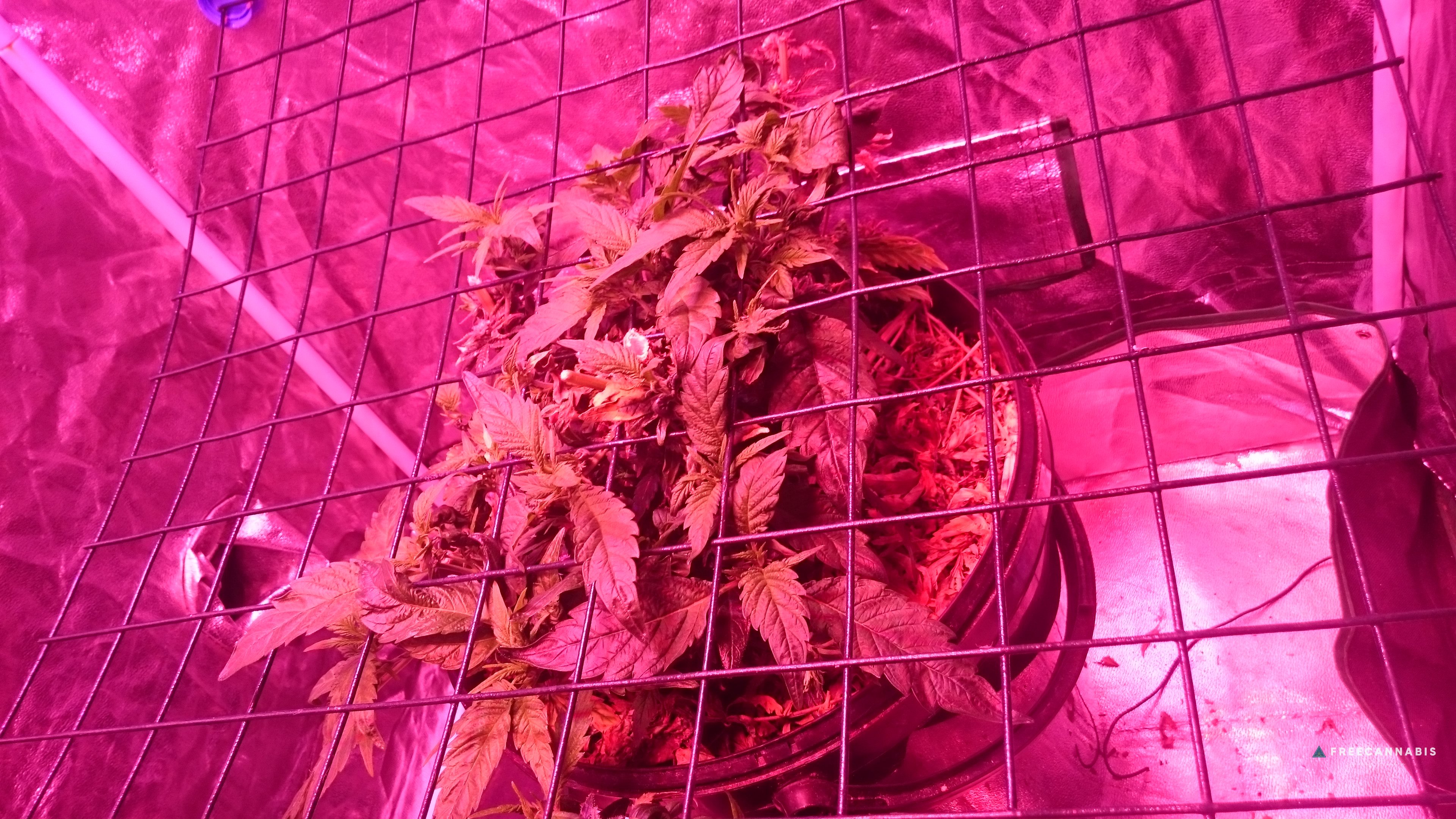 Organic - Sunshines LED Reveg SCROG | Cannabis Growing Forum ...