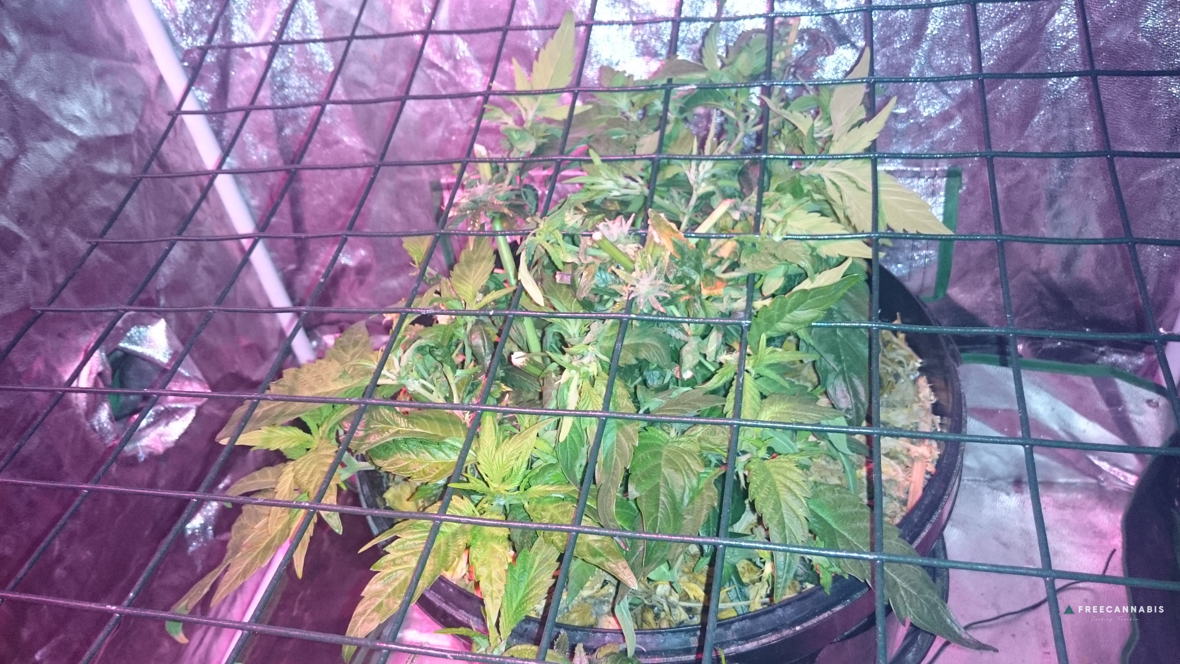 Organic - Sunshines LED Reveg SCROG | Cannabis Growing Forum ...