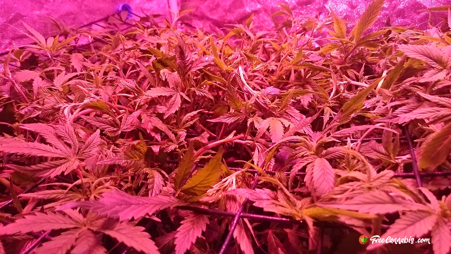 Scrog not far from being ready to flower