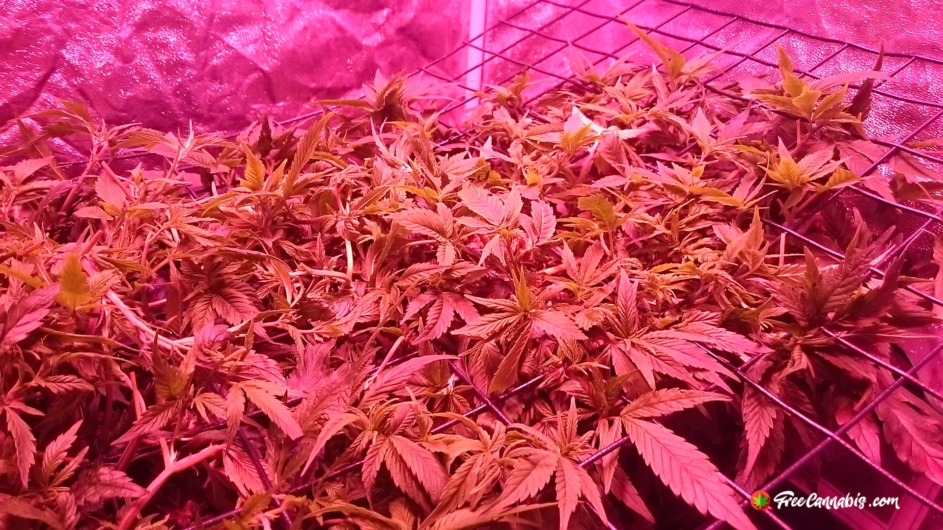 Scrog not far from being ready to flower