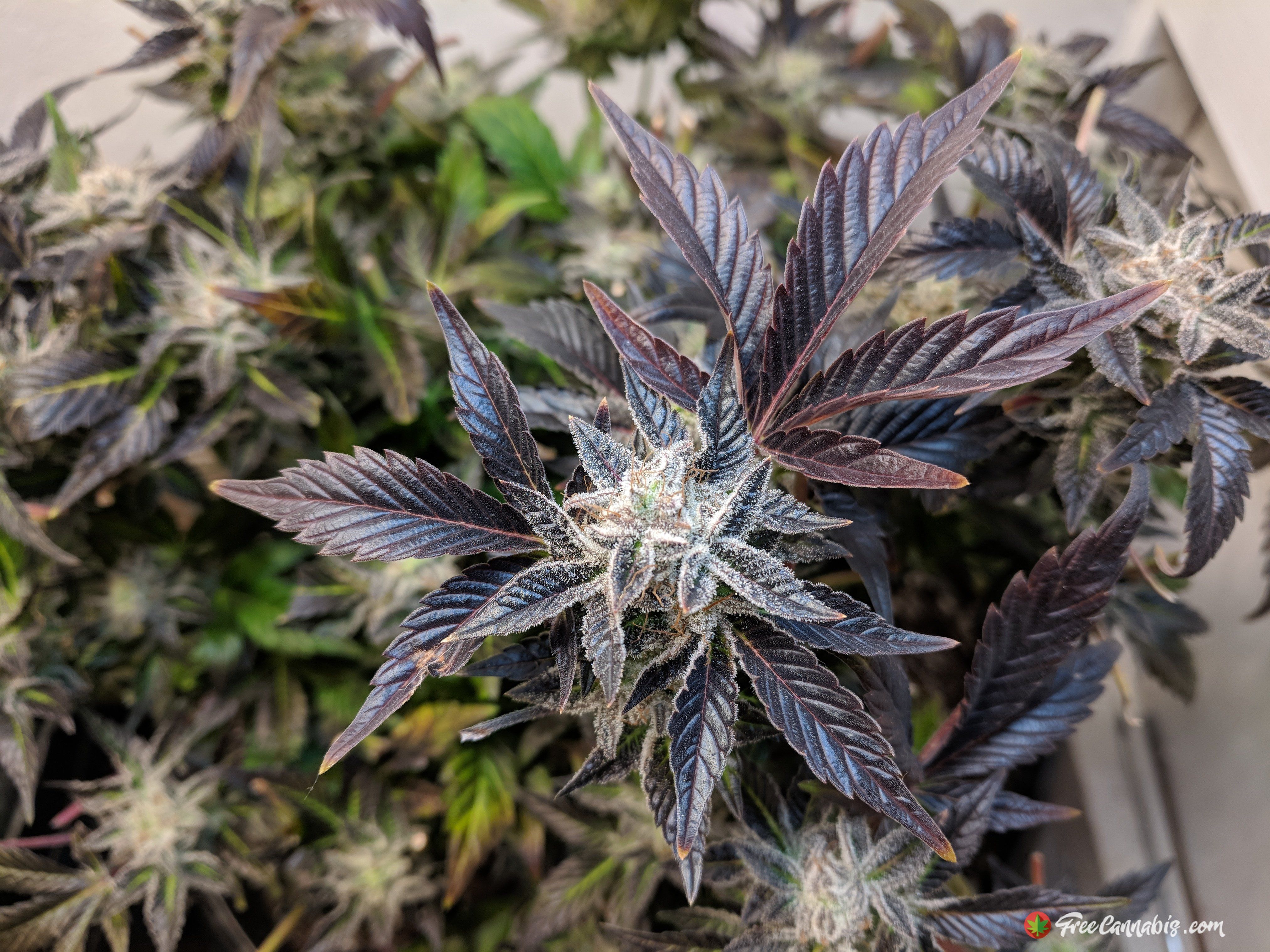 Second phase harvest of lower buds