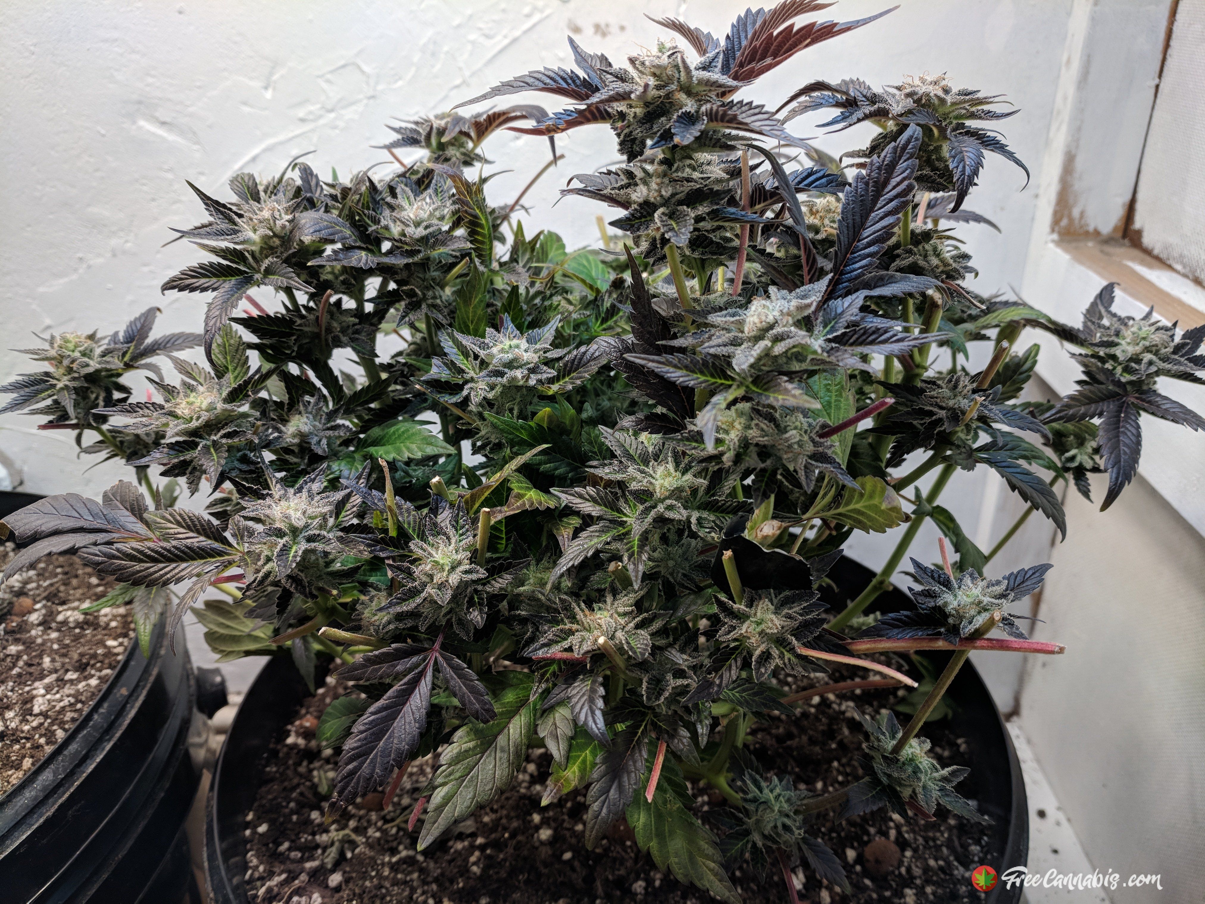Second phase harvest of lower buds