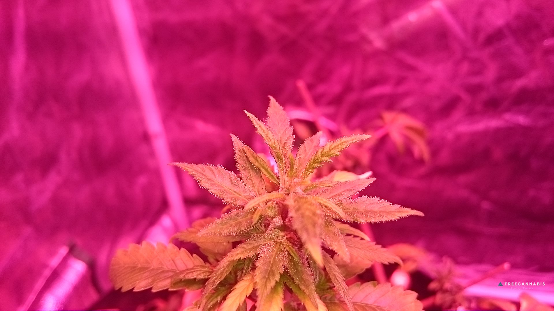 #teamreveg