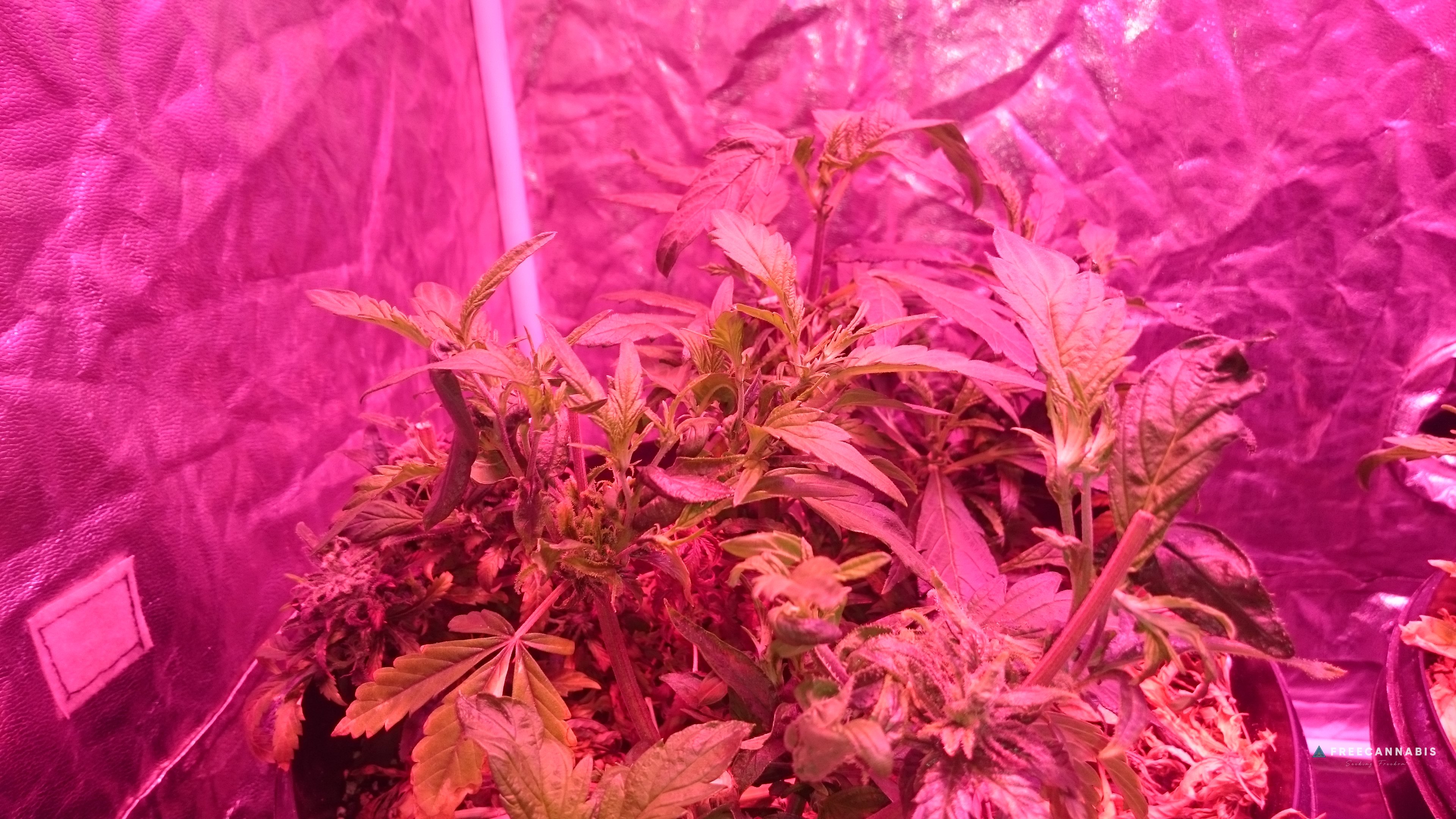 Organic - Sunshines LED Reveg SCROG | Cannabis Growing Forum ...