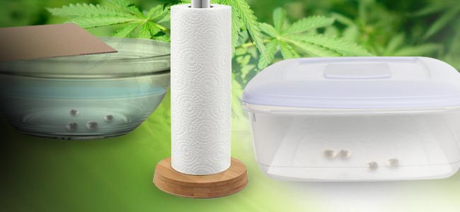 Paper-Towel-Germination.jpg