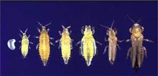 thrips-life-cycle.jpg