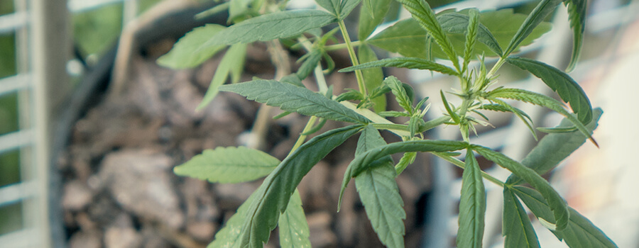 Inner-Plant_6.jpg