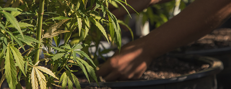 Organic Soil And Pesticides 