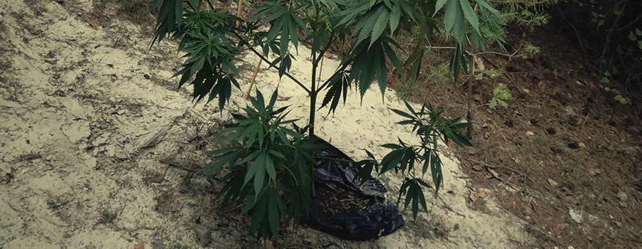 Guerrilla Cannabis Plantation 