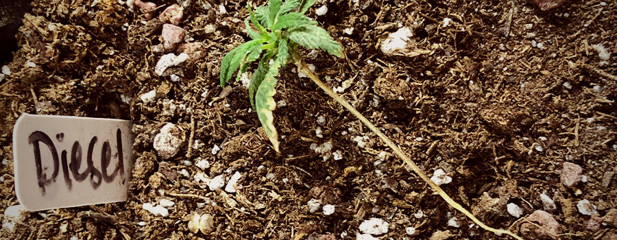 Inner-Seedling%20LR.jpg