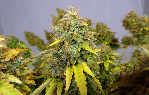 fat-auto-critical-jack-bud-1200-sm.jpg