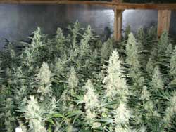 Scrog-sm.jpg