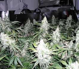 white-widow-feminized.jpg