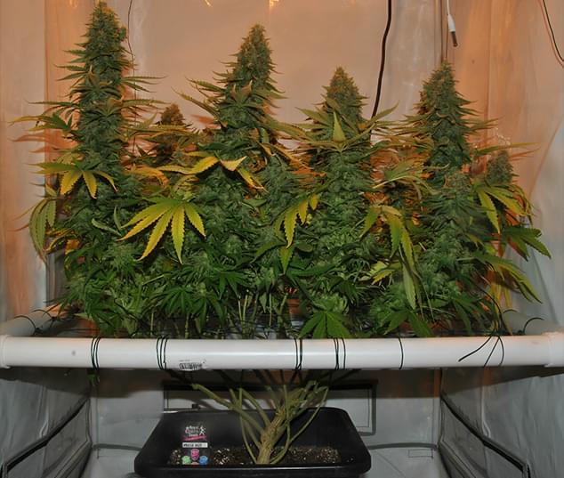 Amnesia%20haze%20scrog%20screen%20of%20green.jpg