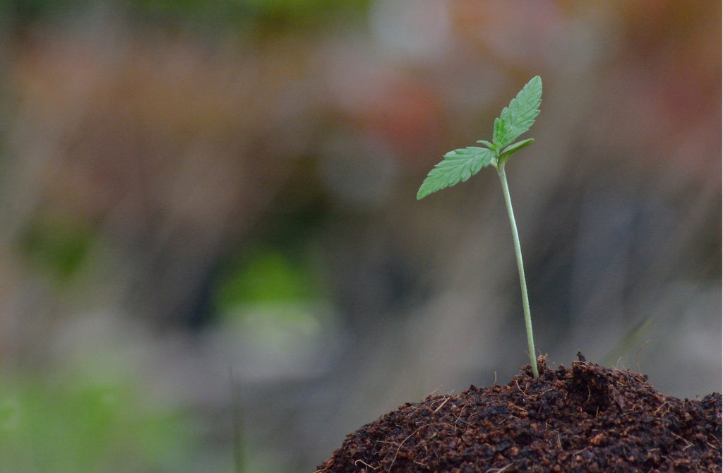 Recycled-Organic-Living-Soil-1024x670.jpg