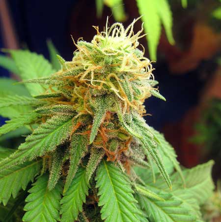 not-ready-harvest-white-pistils-sm.jpg