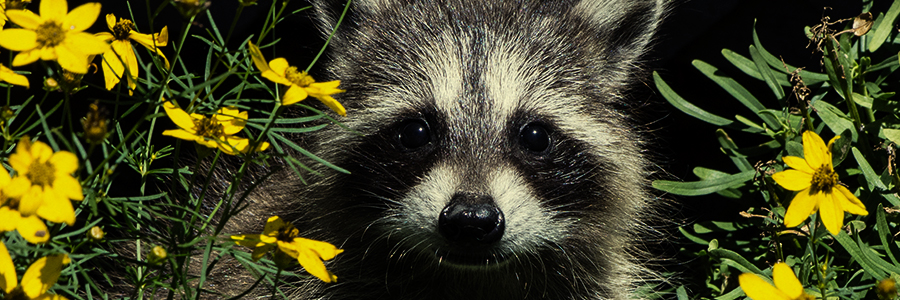 racoon