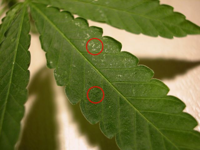 thrips-cannabis.jpg