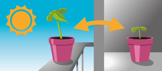 how-to-germinate-cannabis-seeds-2.jpg