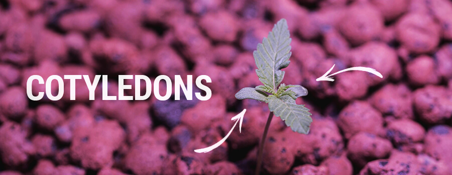 Seedling Cotyledons Cannabis