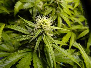 auto-mazar-bud-37-days-old-sm.jpg