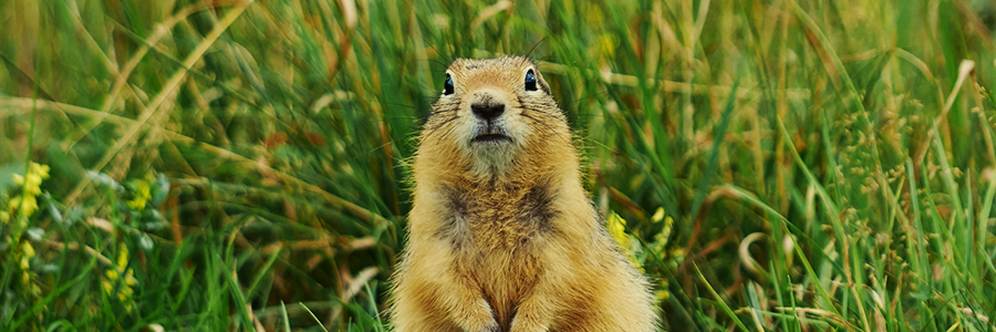 gopher