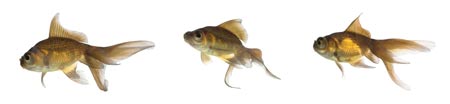 gold-fish-cannabis-aquaponics-sm.jpg