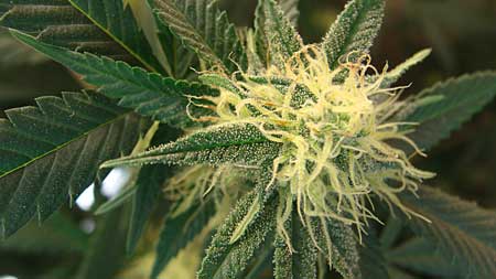 white-pistils-6-weeks-bud-sm.jpg