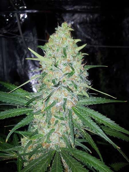 ready-for-harvest-marijuana-cola-med.jpg