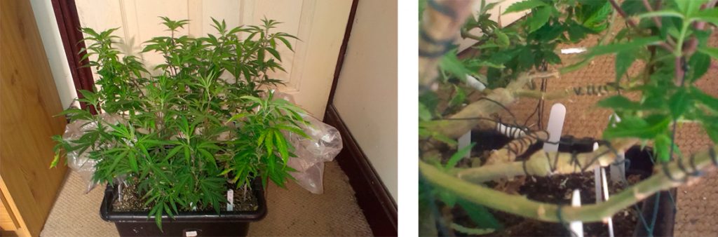 howtograftcannabis6-1024x338.jpg
