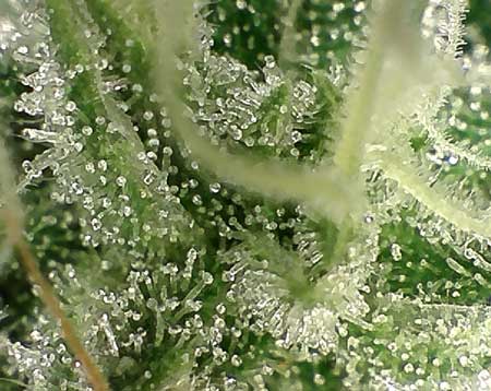 trichomes-not-ready-still-clear2-sm.jpg