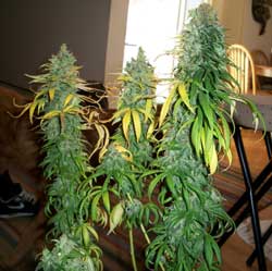 hplant2-1200-sm.jpg
