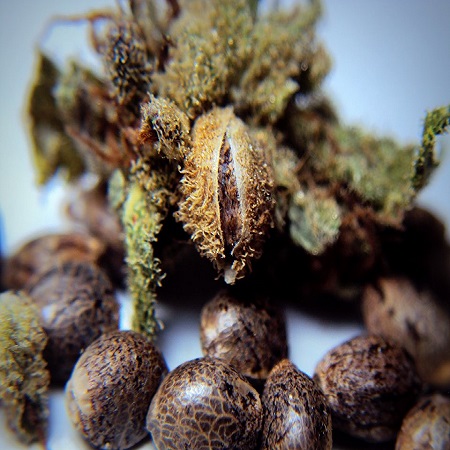 How-to-order-marijuana-seeds.jpg