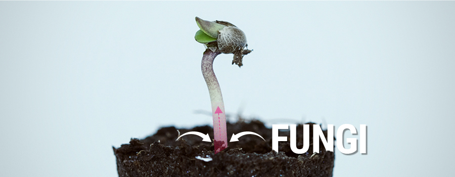 Inner-Fungi-ENG.jpg