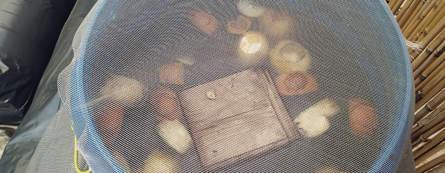 Inner-Tea-Compost.jpg